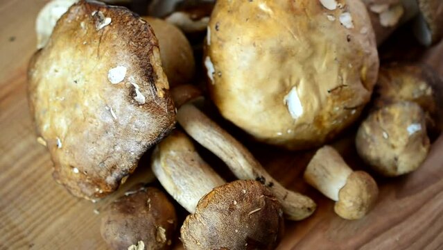 Boletus edulis. Mushrooms. Shooting of forest mushrooms.