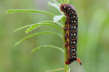 Caterpillar , Hyles euphorbiae the spurge hawk moth sitting on a stem of grass, closeup. In the morning dew.