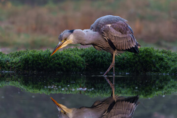 Grey heron (Ardea cinerea) fishing in a pond in the forest in the winter in the Netherlans. 