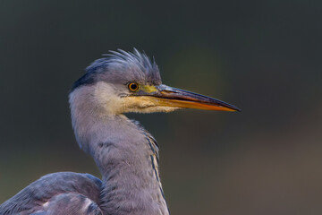 Grey heron portrait. The grey heron (Ardea cinerea) was fishing in a pond in the forest in the winter in the Netherlans. 