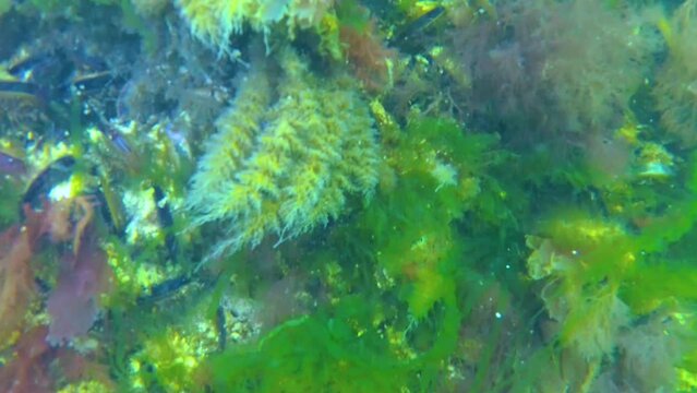 Obelia hydroid polyps and green algae on rocks at the bottom in the Black Sea