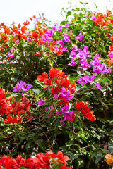 Fototapeta na wymiar Beautiful blooming bougainvillea bougainvillea flowers of various colors in the garden