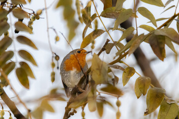 European Robin perched on a tree branch