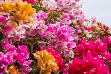 Obraz na płótnie Canvas Beautiful blooming bougainvillea bougainvillea flowers of various colors in the garden