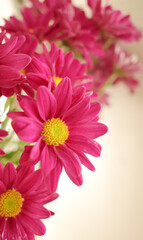 Fototapeta premium Close up bouquet of hot pink chrysanthemum flower on white background