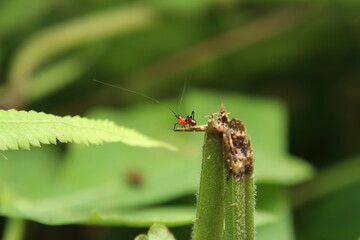 Black kneed meadowed katydid facing away from the camera
