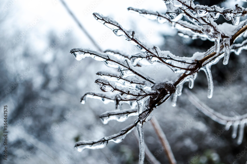 Sticker Branch in ice glaze winter December photo.