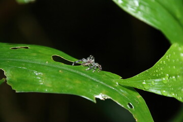 Small Jumping spider on a leaf