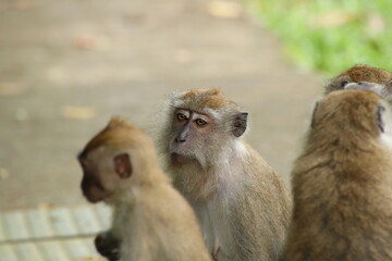 Long tailed Macaque macaca fascicularis
