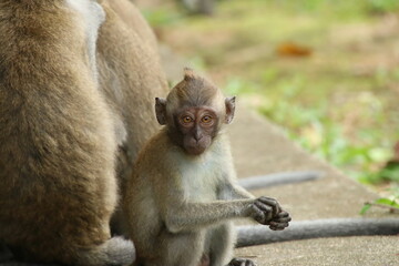 Long tailed Macaque macaca fascicularis