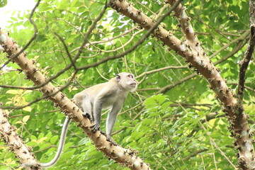 Naklejka na ściany i meble Long tailed Macaque macaca fascicularis