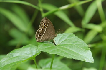 Bush brown butterfly on a leaf
