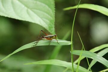 Nisitrus Malaya cricket on a leaf facing away from the camera