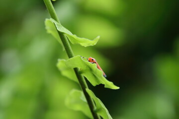 Orange sharpshooter in a nature reserve park on a leaf
