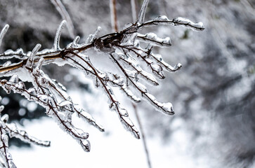 Branch in ice glaze winter December photo.
