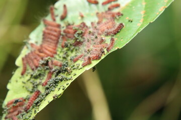 Red hairy caterpillar feeding on a leaf