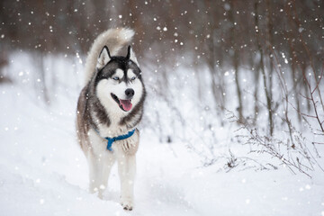 Husky dog in the winter forest for a walk.