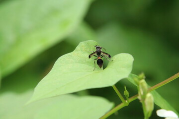 Ropalidia sumatrae, type of Paper Wasp