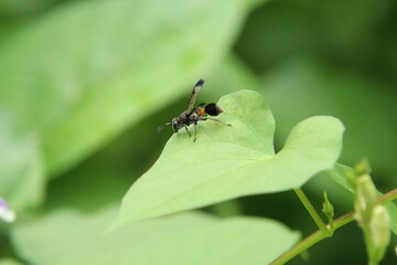 Ropalidia sumatrae, type of Paper Wasp