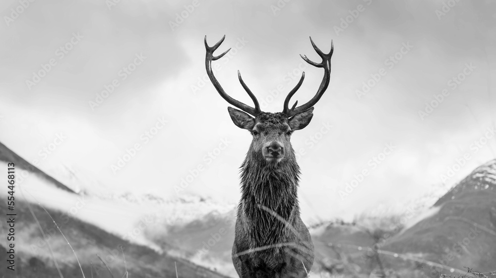 Wall mural Monarch of the glen