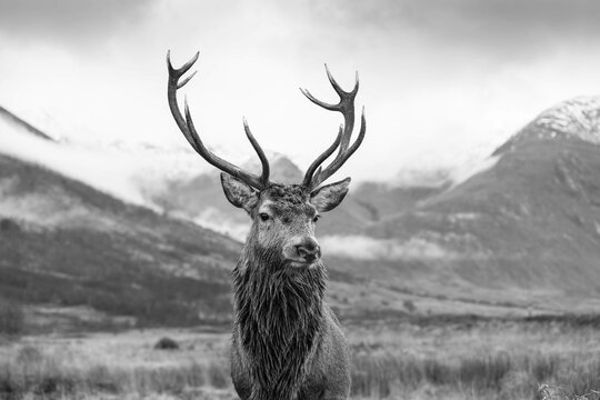 Monarch of the glen