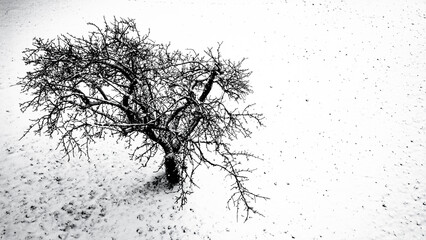 Vogelperspektive Obstbäume im Winter