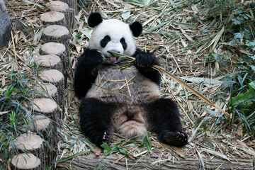 Obraz premium Close up Cute Panda in Singapore Zoo