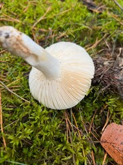 mushroom, ground, hat, vegetable, botanic, background, autumn, moss, green, grass, fungus, brown, forest, plant, beautiful, close-up, closeup, colour, delicious, macro, raw, fungal, season, congested
