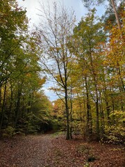 mushroom, ground, hat, vegetable, botanic, background, autumn, moss, green, grass, fungus, brown, forest, plant, beautiful, close-up, closeup, colour, delicious, macro, raw, fungal, season, congested