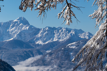 Scenic view of mountain peak Jof di Fuart (Vis) in Julian Alps seen from Kobesnock near Bad Bleiberg, Carinthia, Austria, Europe. Heavy snow covered hanging tree branch in winter wonderland foreground