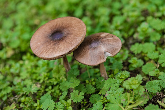 Volvopluteus gloiocephalus mushroom