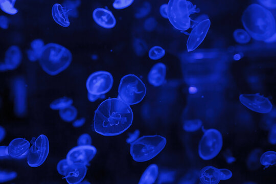 macro photography underwater jellyfish