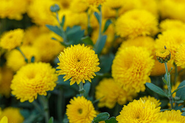 beautiful bushes of yellow chrysanthemum flowers