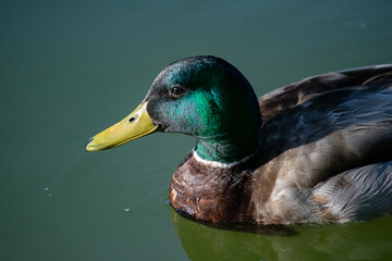 Silver Appleyard duck with green mane with lake in the background