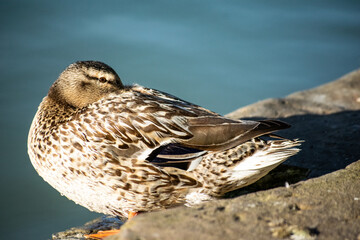 Silver Appleyard duck hiding its face between its feathers with blue water in the background