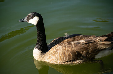 Silver Appleyard duck with black mane with lake in the background