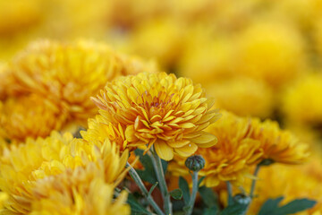 beautiful bushes of yellow chrysanthemum flowers