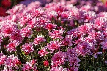 beautiful chrysanthemum flower bushes pink colors