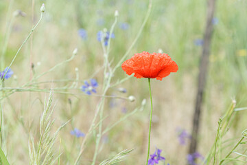 beautiful poppies among the field
