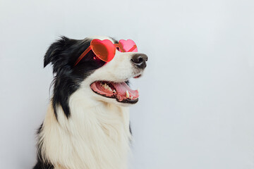 St. Valentine's Day concept. Funny puppy dog border collie in red heart shaped glasses isolated on...