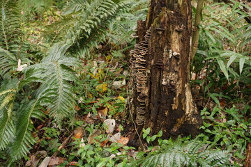 キノコ　ジャングル　森　マッシュルーム　シダ