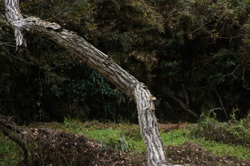 倒木　木　灰色　原生林　ジャングル　湿地　斜め　コピースペース