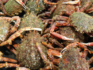 Raw fresh crabs at a fish market
