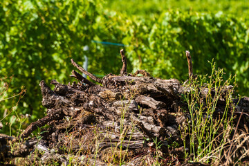 Ceps, pieds de vigne arrachés, ce qui permet d'éviter l'expansion de la flavescence dorée, CEA, Alsace, Vosges alsacienne, Grand Est, France