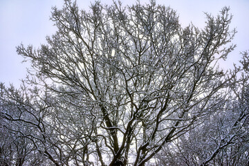 winter trees in the sky