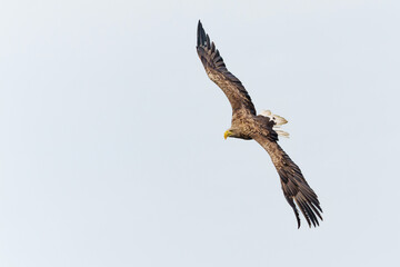 White Tailed Eagle (Haliaeetus albicilla), also known as Eurasian sea eagle and white-tailed sea-eagle. The eagle is flying to catch a fish in the delta of the river Oder in Poland, Europe.