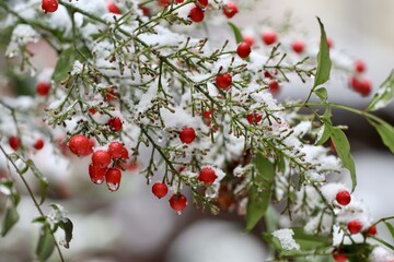 red berries on a branch
