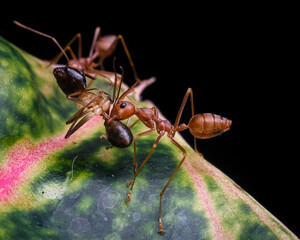 ant on a leaf