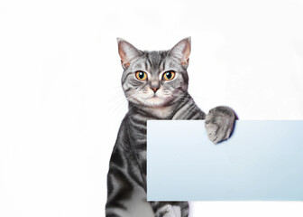 Cat with empty sign - Generative AI