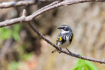 Yellow-rumped Warbler Looks Behind Its Body